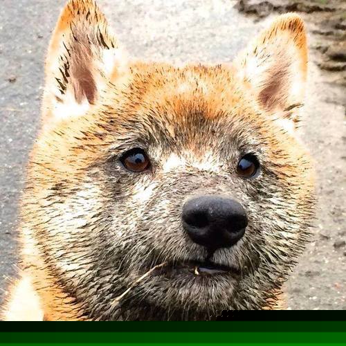 “帕布罗·马特拉：阿根廷美洲狮队的进攻与防守双重核心”