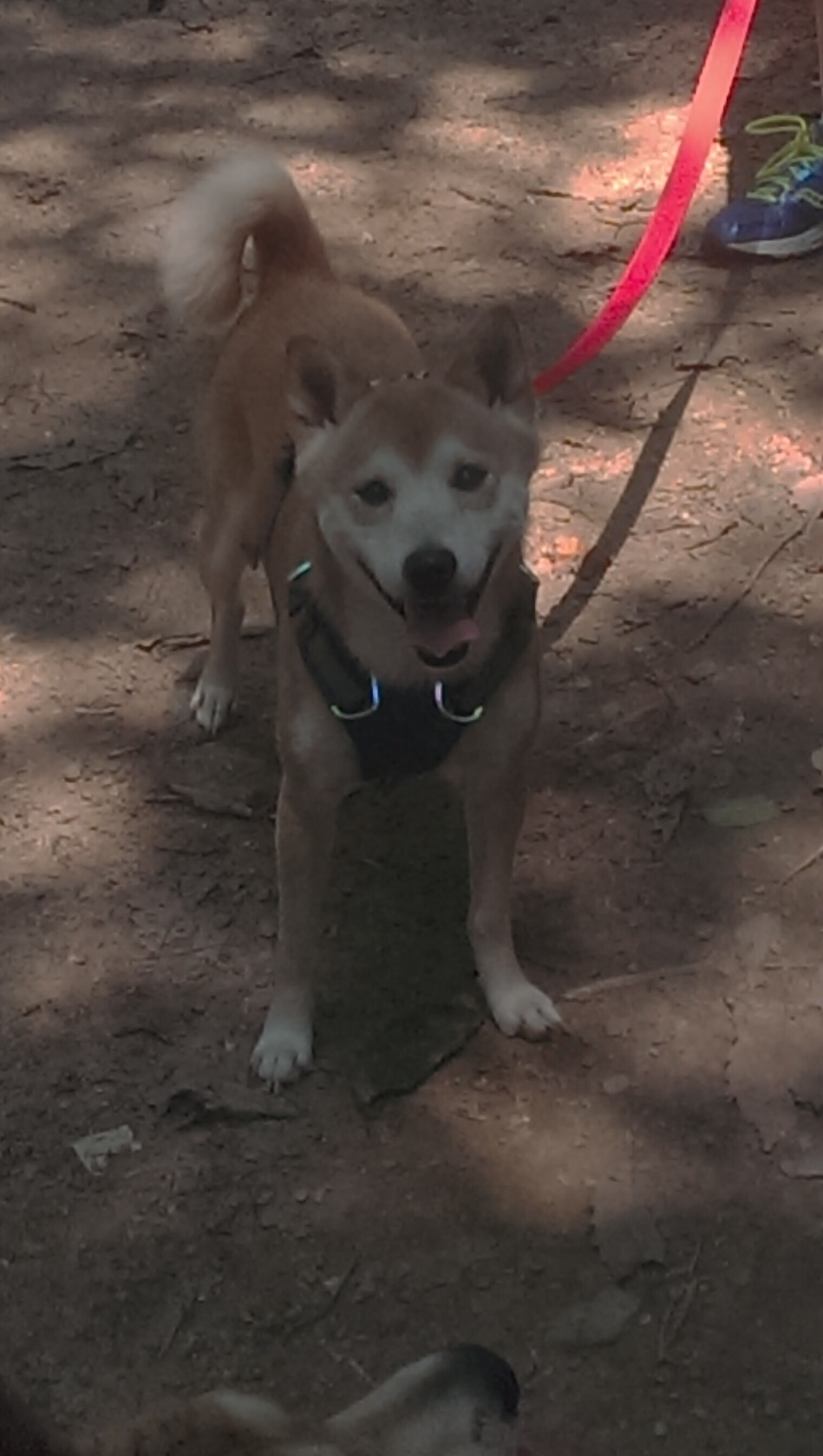 “马科斯·莫奇的战术安排与防守反应，成就美洲狮队的防守核心”