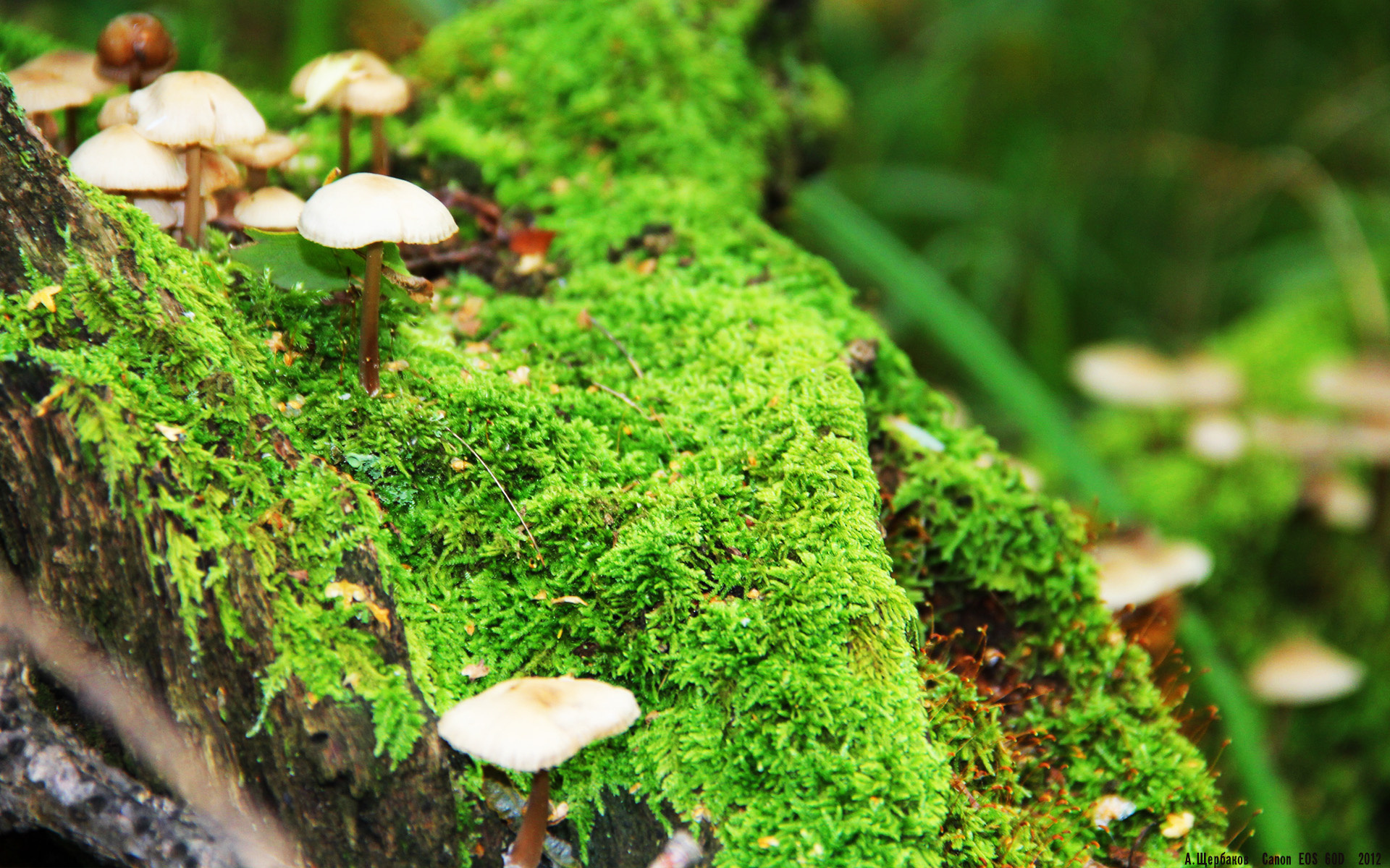 中国女排赛后集体鞠躬感谢球迷支持，中国女排让我心生敬意